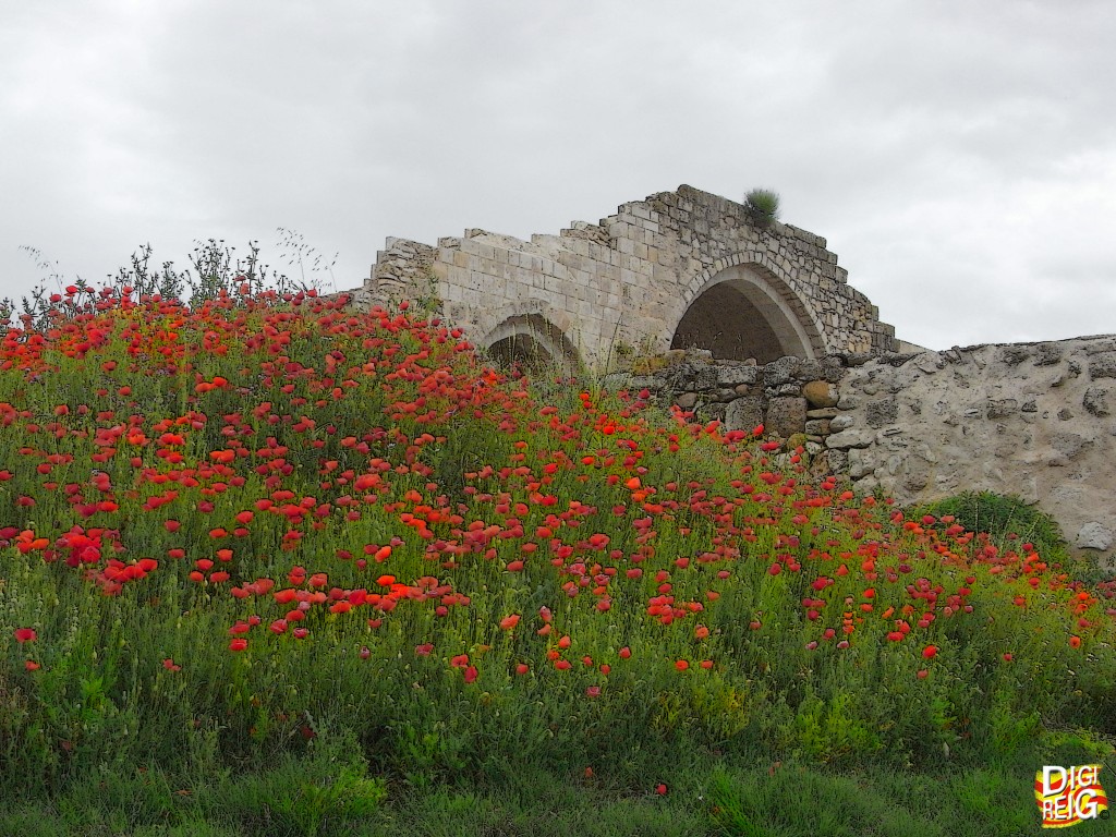 Foto: Ruinas de la iglesia románica. - Uceda (Guadalajara), España