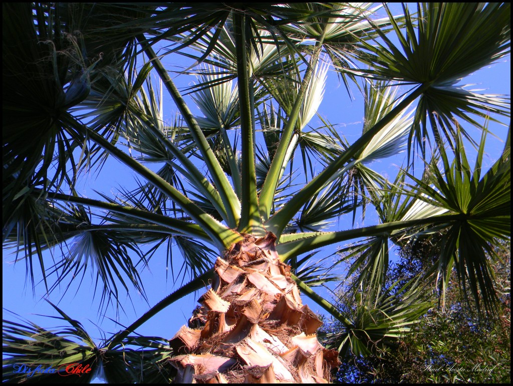Foto de Lo Miranda (Libertador General Bernardo OʼHiggins), Chile