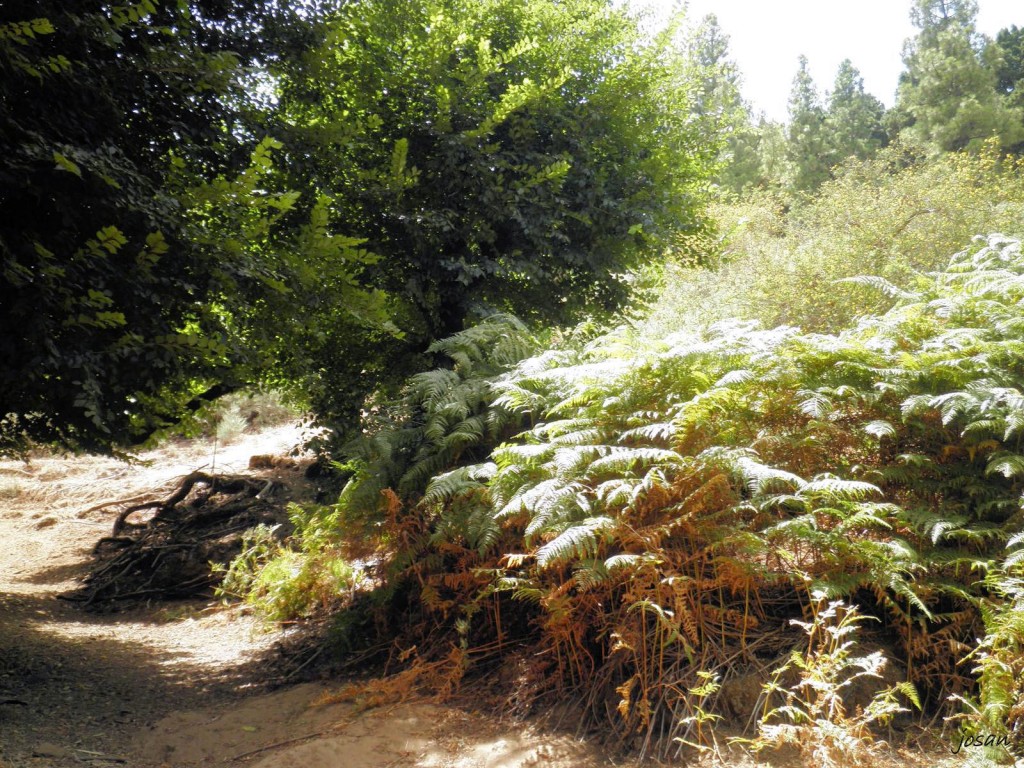 Foto: recorriendo nuestros montes - Teror (Las Palmas), España