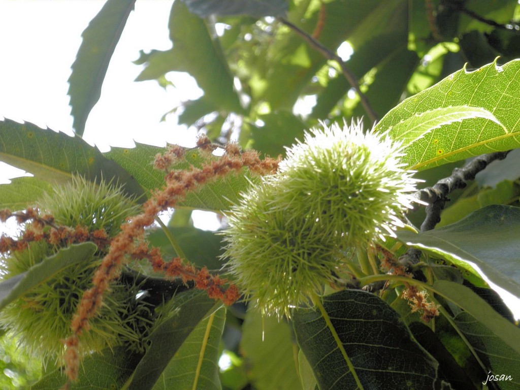 Foto: recorriendo nuestros montes - Teror (Las Palmas), España