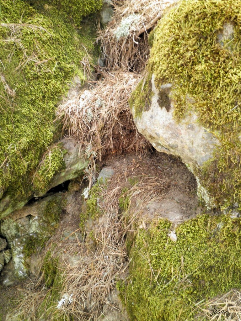 Foto: recorriendo nuestros montes - Teror (Las Palmas), España