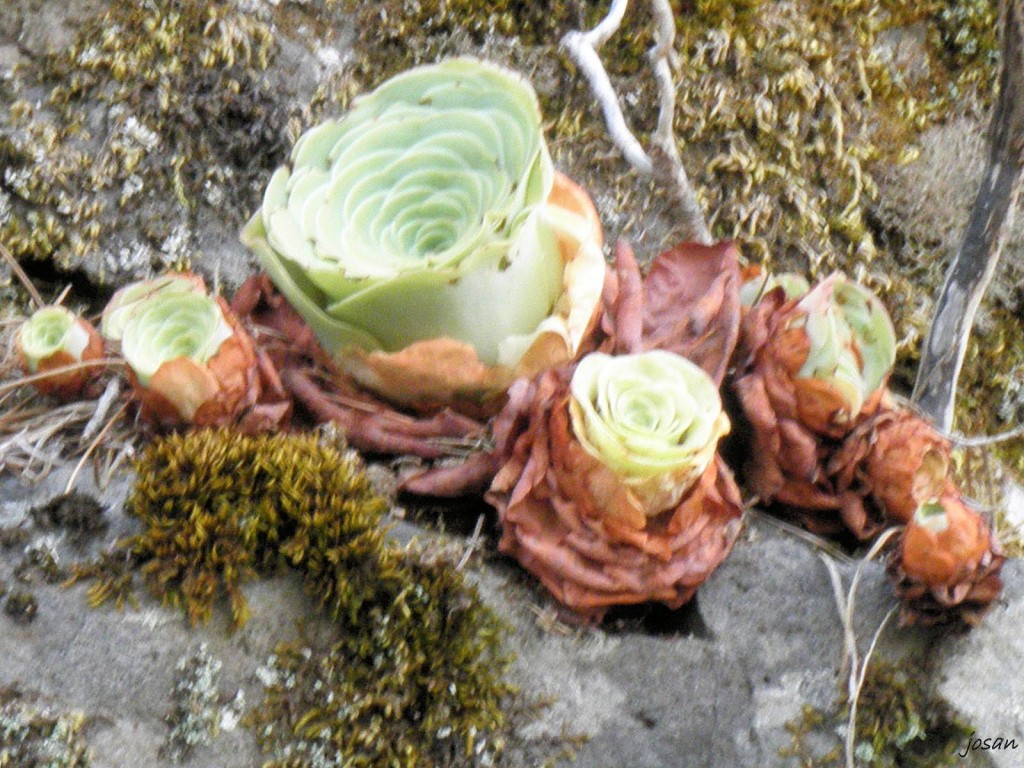 Foto: recorriendo nuestros montes - Teror (Las Palmas), España