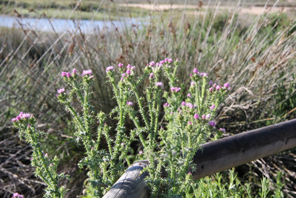 Foto de San Fernando (Cádiz), España