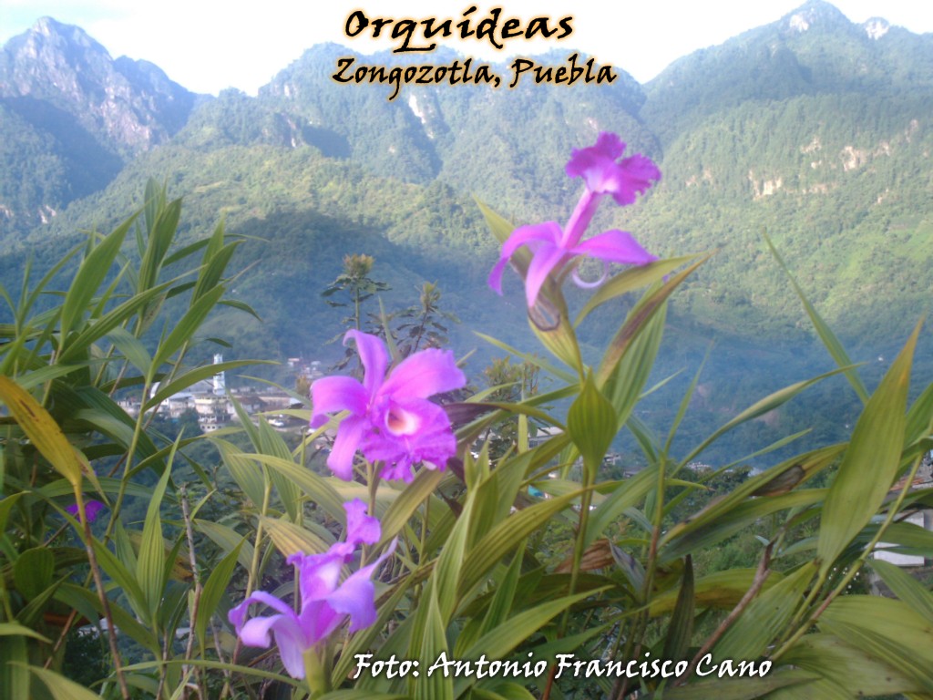 Foto: Orquídeas - Zongozotla (Puebla), México