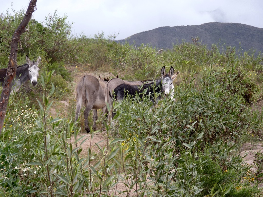 Foto de Belén (Catamarca), Argentina