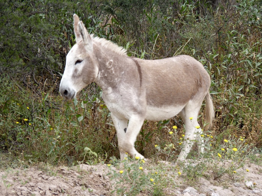 Foto de Belén (Catamarca), Argentina