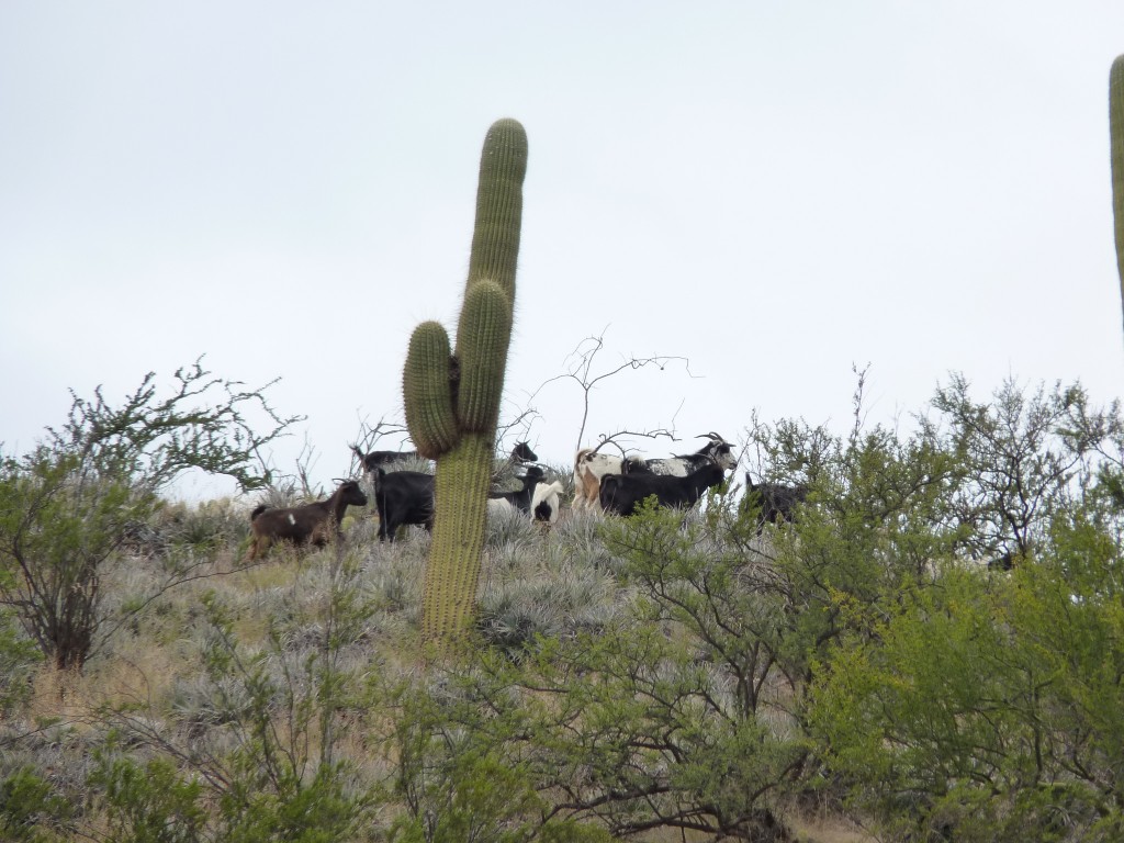 Foto: Circuito Norte Chico - Belén (Catamarca), Argentina