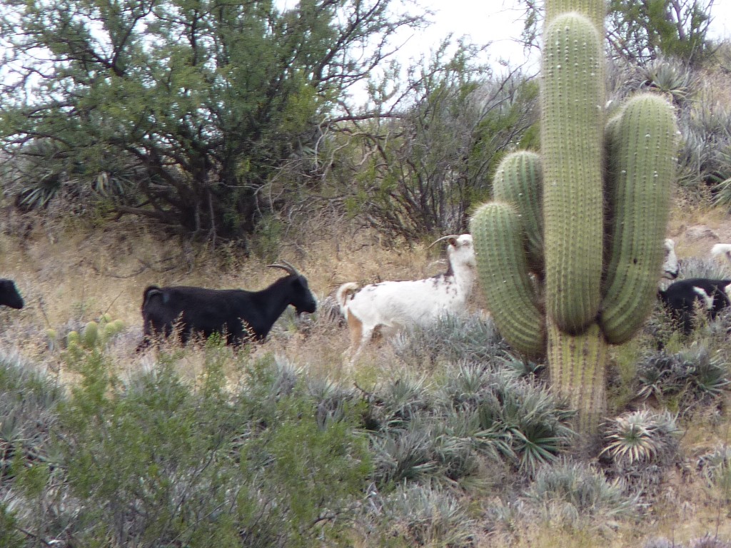 Foto: Cóndor Huasi - Belén (Catamarca), Argentina