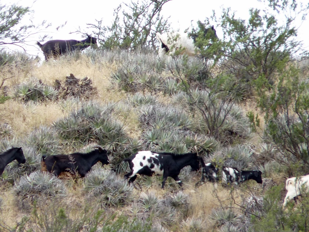 Foto: Cóndor Huasi - Belén (Catamarca), Argentina