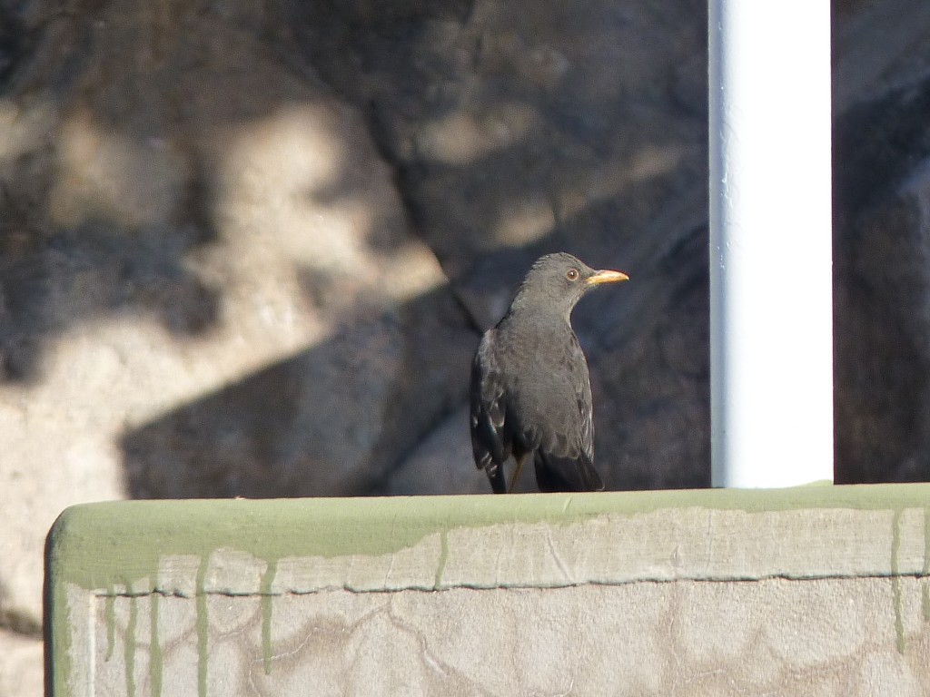 Foto: Dique La Viña - Mina Clavero (Córdoba), Argentina