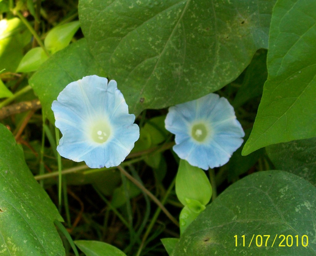 Foto: Pirané Formosa, Argentina - Pirané (Formosa), Argentina