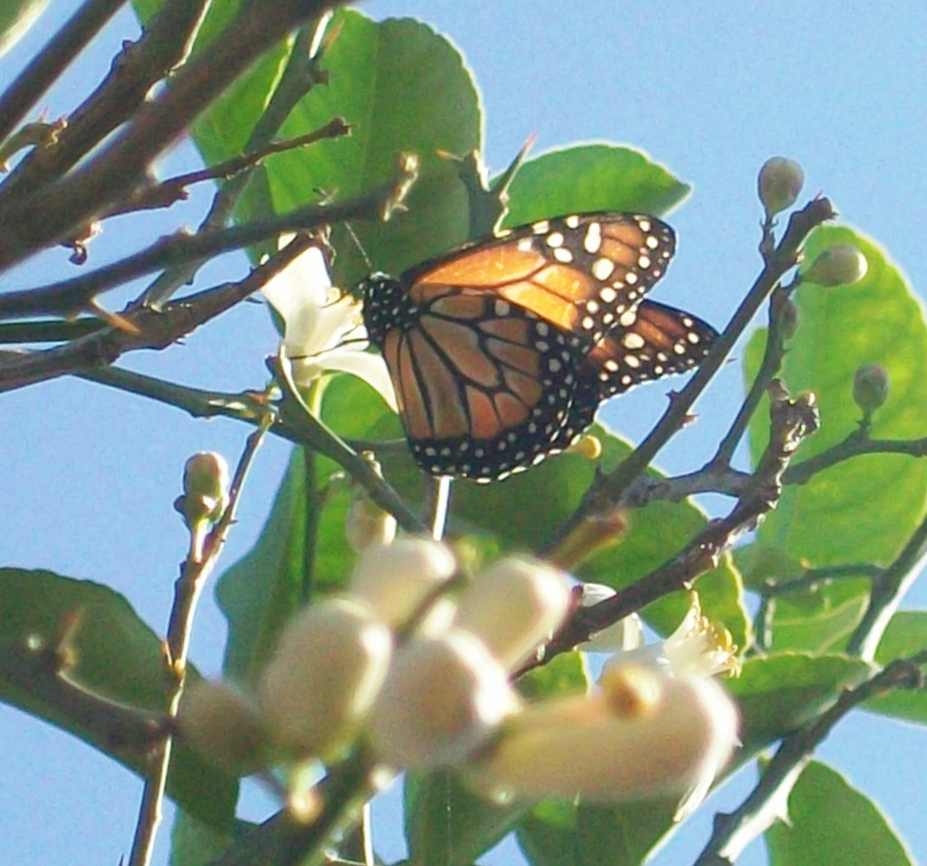 Foto: Pirané Formosa, Argentina - Pirané (Formosa), Argentina