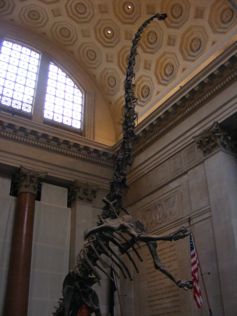 Foto: American Museum of Natural History - New York, Estados Unidos