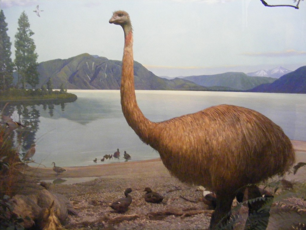 Foto: American Museum of Natural History - New York, Estados Unidos