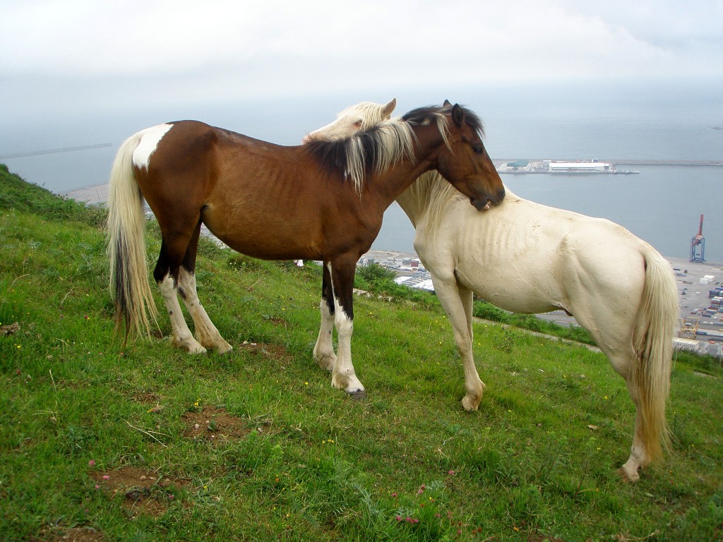 Foto: Caballos - Santurtzi (Vizcaya), España