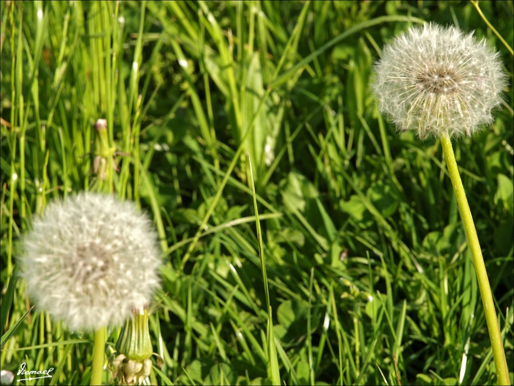Foto: 110504-333 MONDSEE - Mondsee (Salzburg), Austria