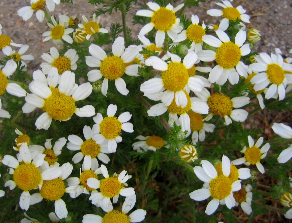 Foto: Flores - Granada (Andalucía), España