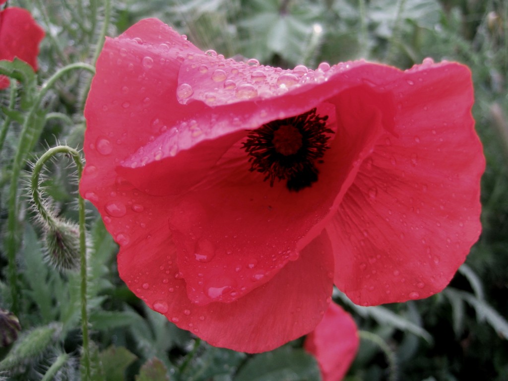 Foto: Flores - Granada (Andalucía), España