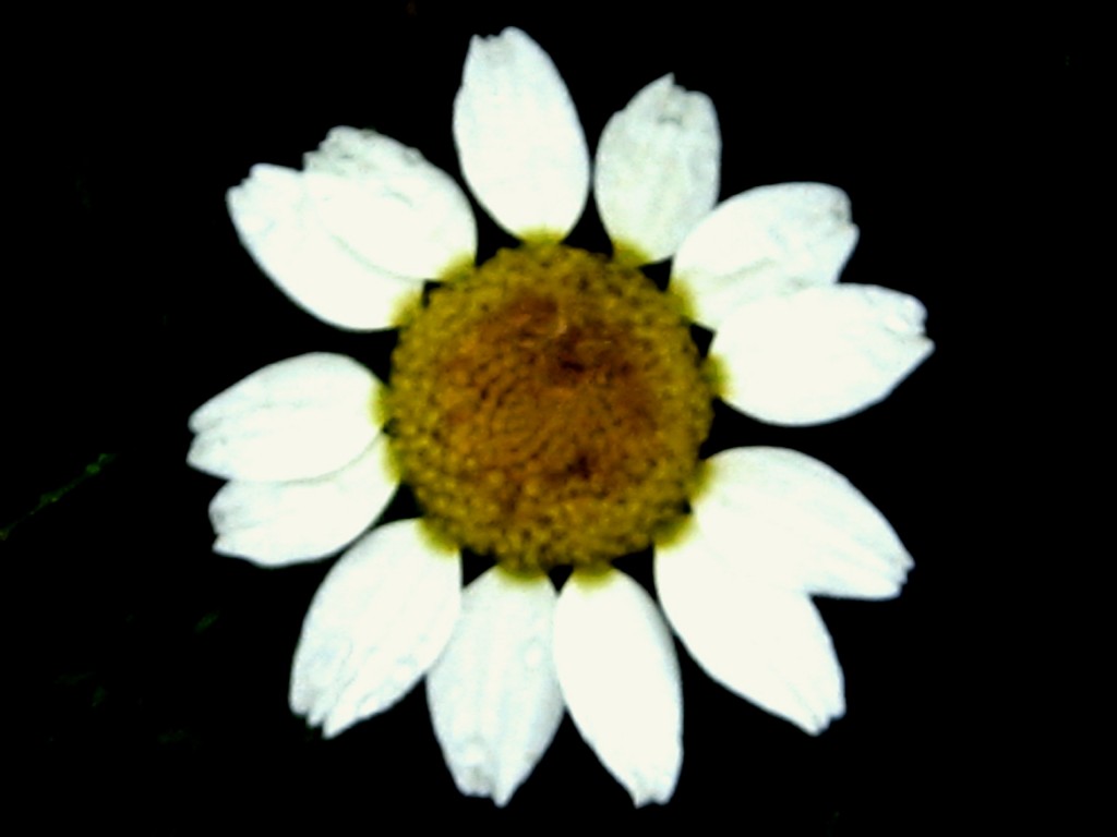 Foto: Flores - Granada (Andalucía), España