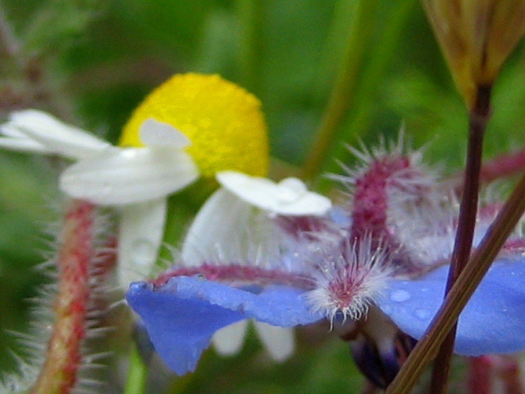 Foto: Flores - g (Granada), España