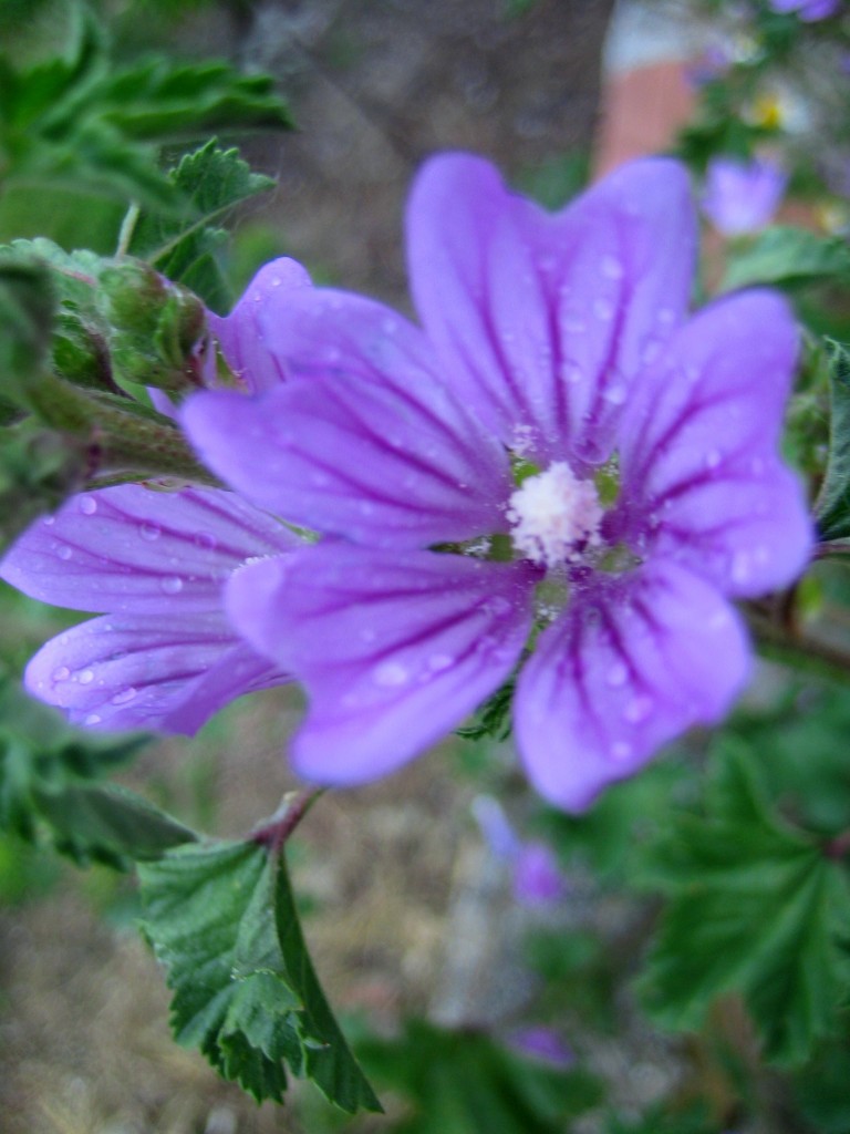 Foto: Flores - Granada (Andalucía), España