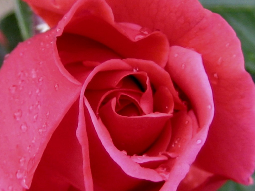 Foto: Flores - Granada (Andalucía), España