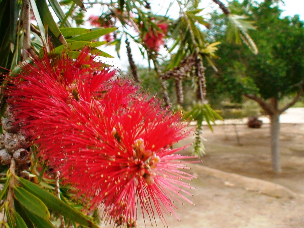 Foto: Flores - Granada (Andalucía), España