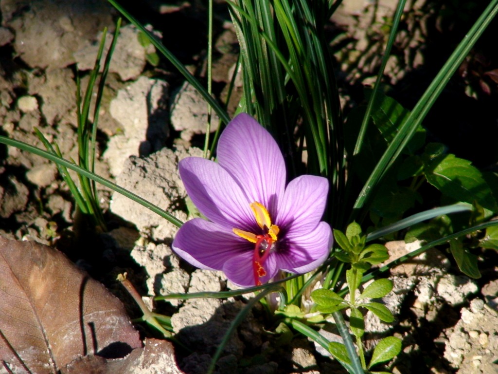 Foto: Flor del azafrán - Granada (Andalucía), España