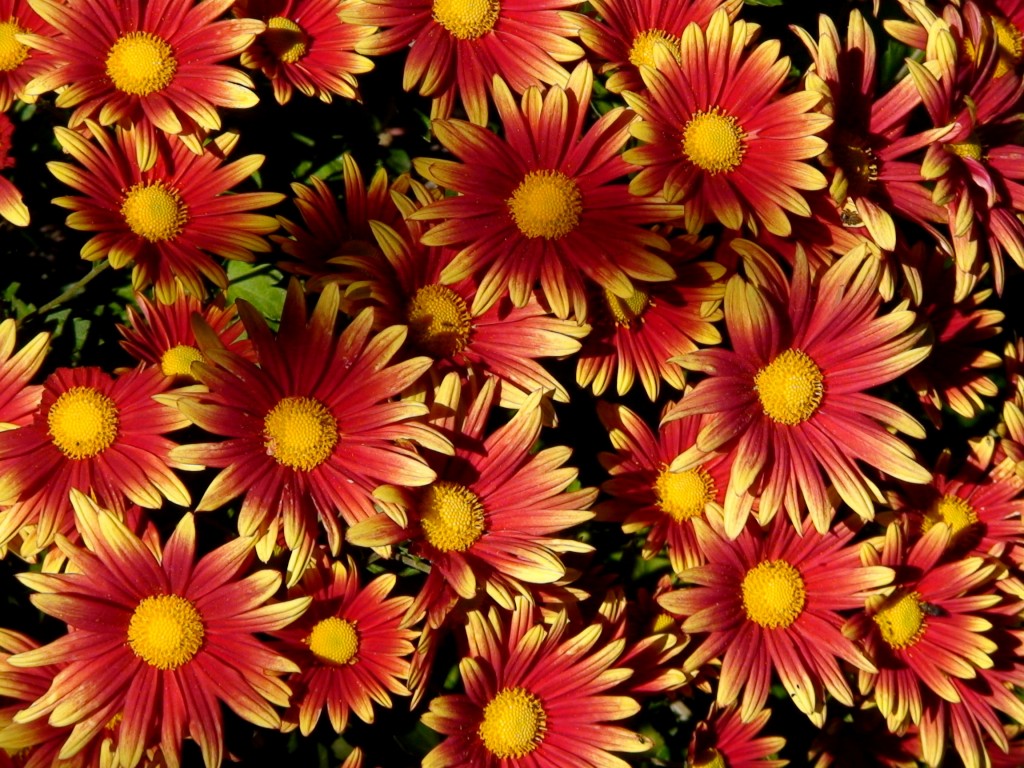 Foto: Flores - Granada (Andalucía), España