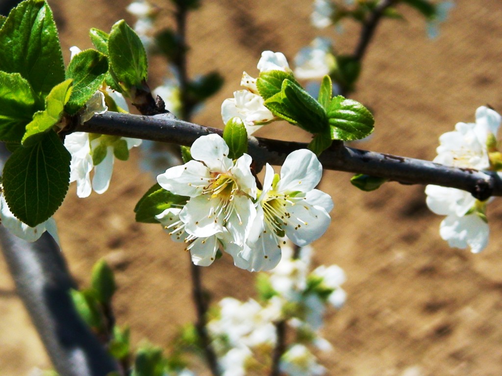 Foto: Flor del peral - Granada (Andalucía), España