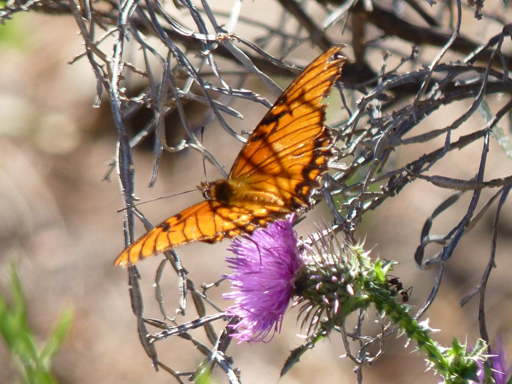 Foto: Observatorio Astronómico - Bosque Alegre (Córdoba), Argentina