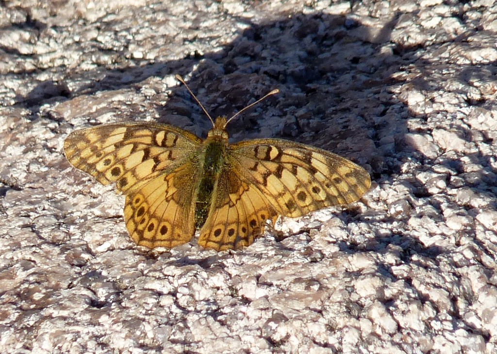 Foto: Mariposa. - Cura Brochero (Córdoba), Argentina