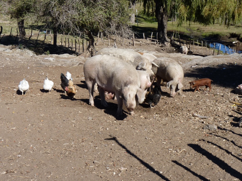 Foto: Camino a Los Túneles. - Los Túneles (Córdoba), Argentina