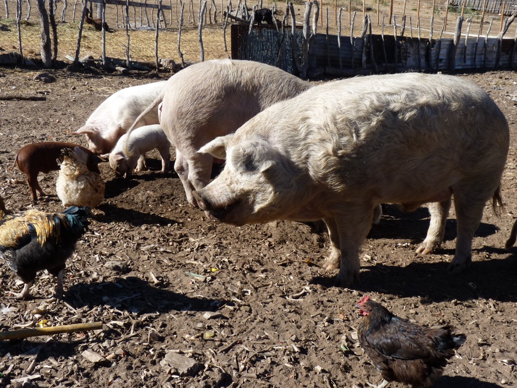 Foto: Camino a Los Túneles. - Los Túneles (Córdoba), Argentina
