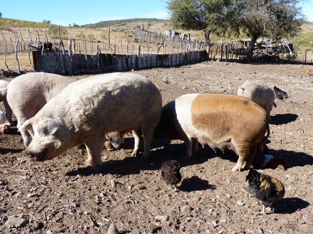 Foto: Camino a Los Túneles. - Los Túneles (Córdoba), Argentina