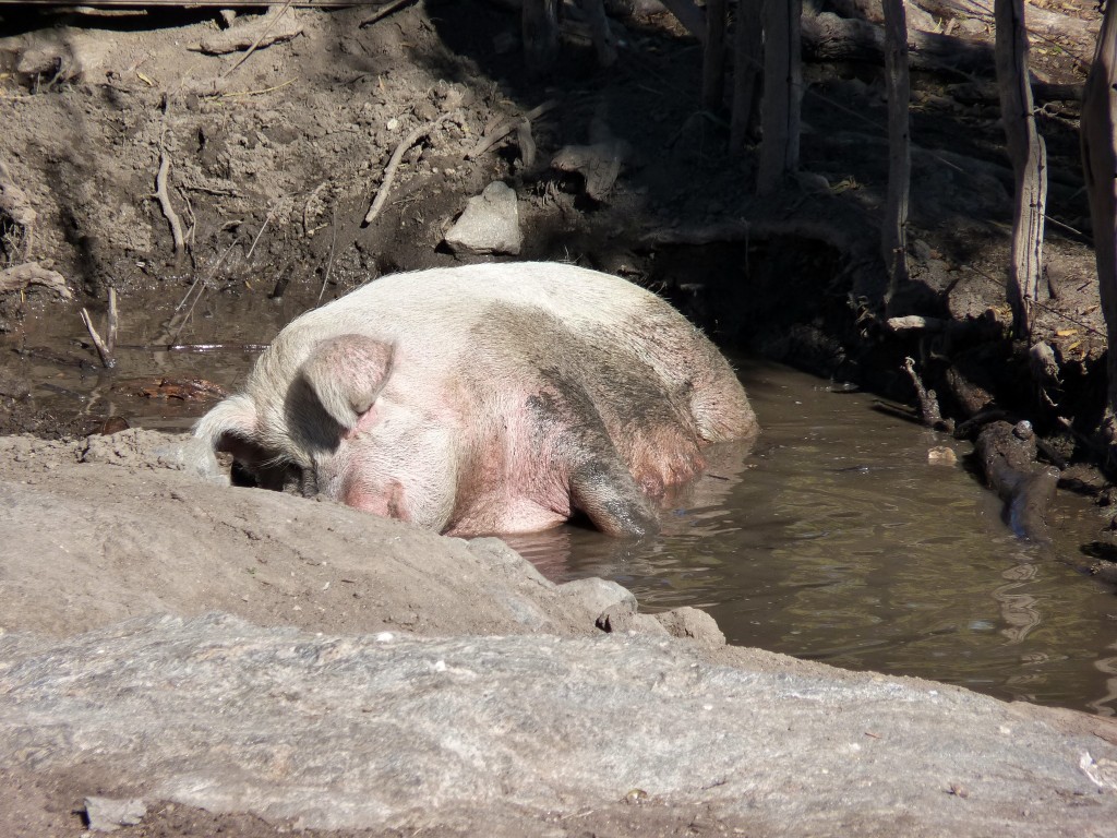 Foto: Camino a Los Túneles. - Los Túneles (Córdoba), Argentina