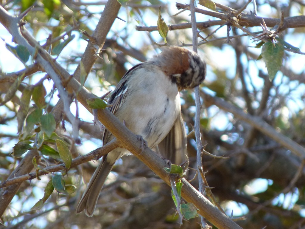 Foto: Camino a Los Túneles. - Los Túneles (Córdoba), Argentina