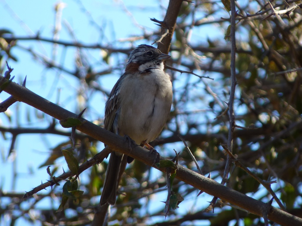 Foto: Camino a Los Túneles. - Los Túneles (Córdoba), Argentina