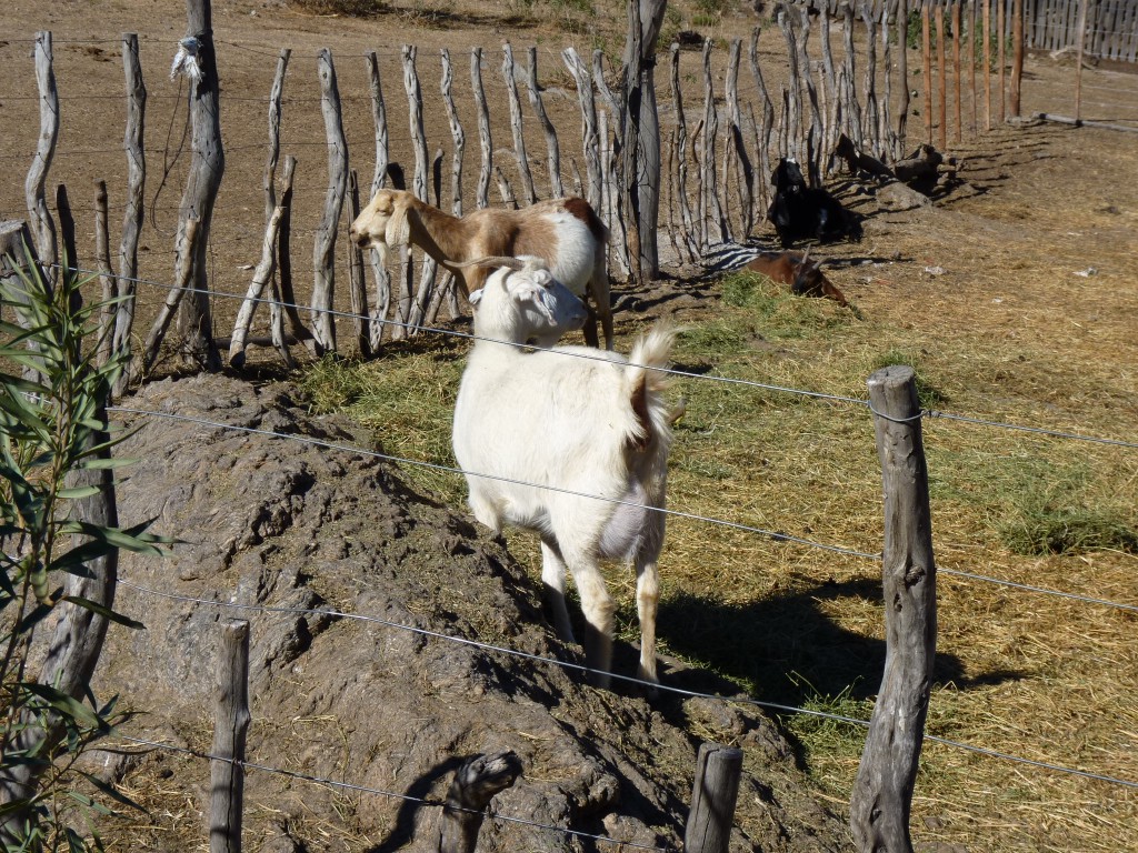 Foto: Camino a Los Túneles. - Los Túneles (Córdoba), Argentina