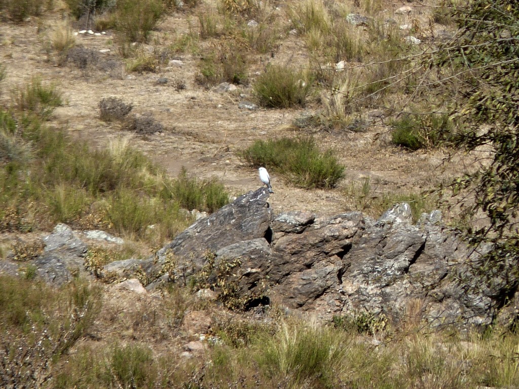 Foto: Camino a Los Túneles. - Los Túneles (Córdoba), Argentina