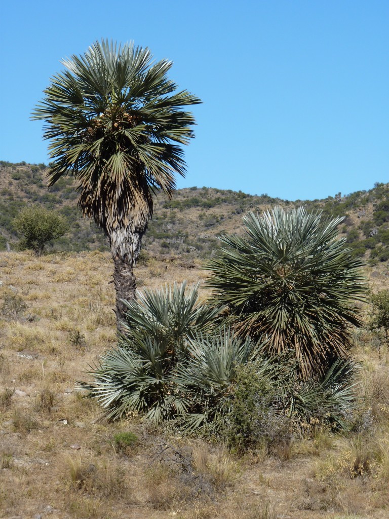 Foto: Los Túneles - Taninga (Córdoba), Argentina