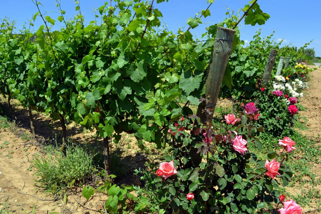 Foto: Viñas con rosales. - Viloví del Penedes (Barcelona), España