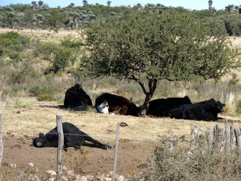 Foto: Camino a Los Túneles - Taninga (Córdoba), Argentina