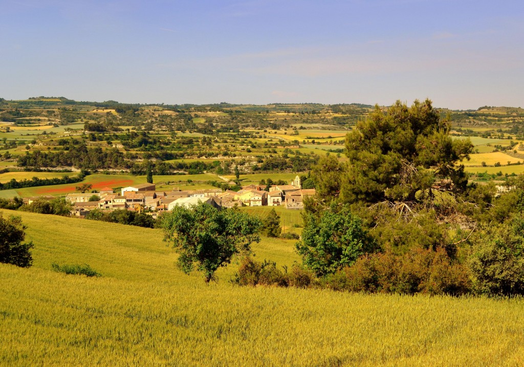 Foto: Campos de cereal, Primavera. - Pallerols (Lleida), España