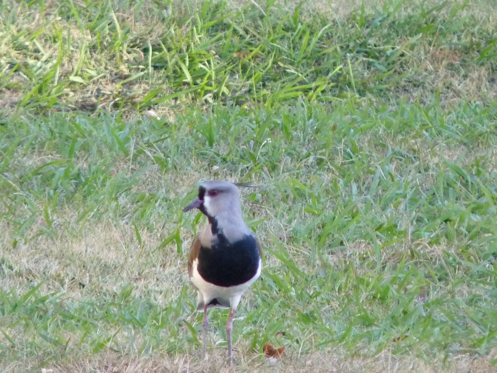 Foto: Tero Tero - Mina Clavero (Córdoba), Argentina