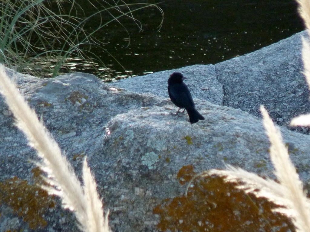 Foto: Río Panaholma - Panaholma (Córdoba), Argentina