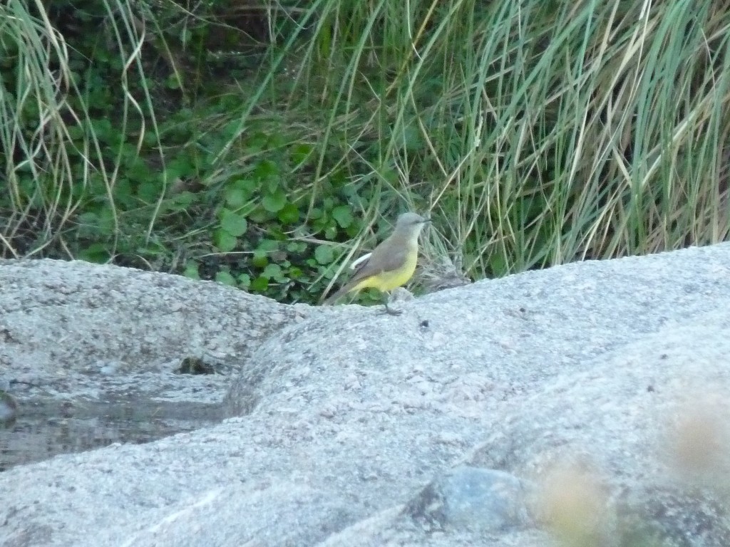 Foto: Río Panaholma - Panaholma (Córdoba), Argentina