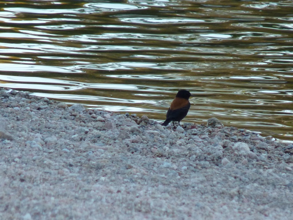 Foto: Río Panaholma - Panaholma (Córdoba), Argentina