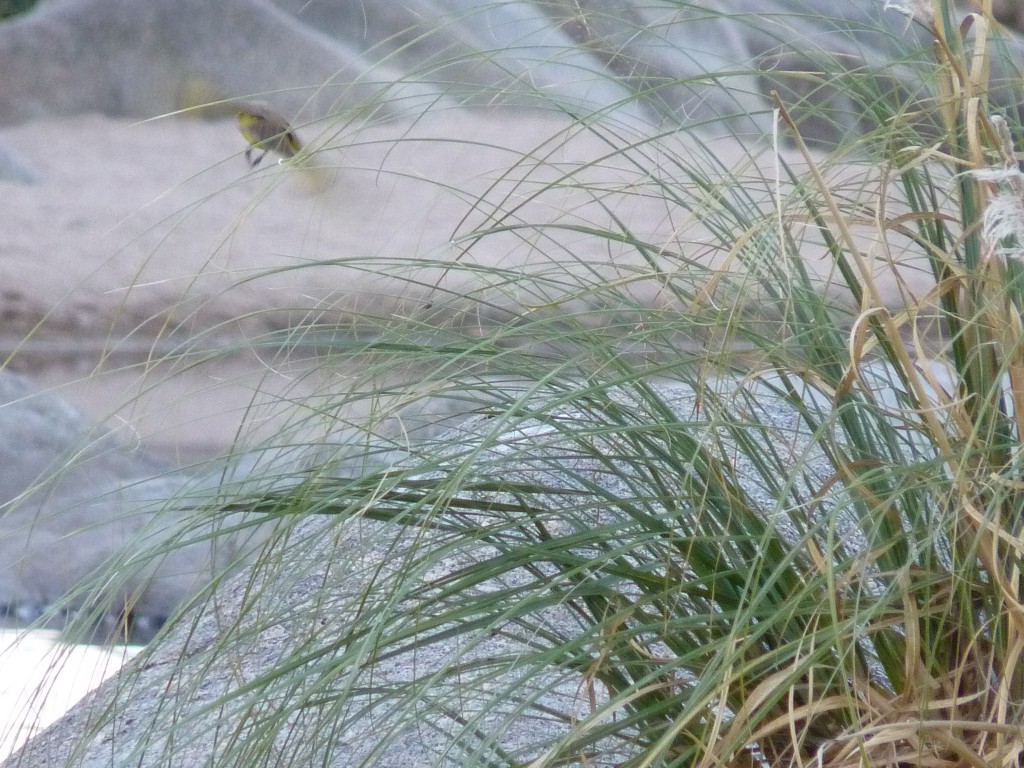 Foto: Río Panaholma - Panaholma (Córdoba), Argentina