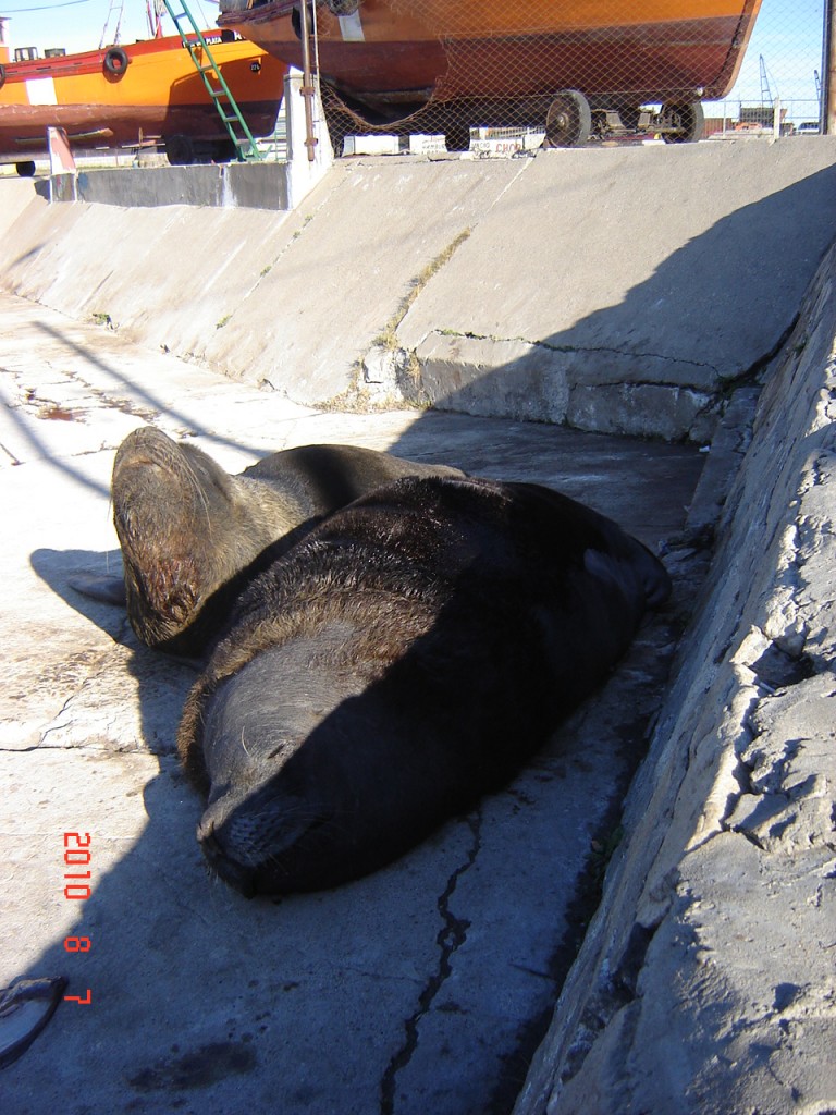 Foto: Puerto - Mar del Plata (Buenos Aires), Argentina